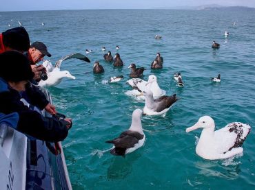 Albatross Encounter