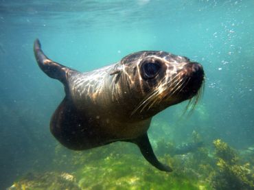 Seal Swim