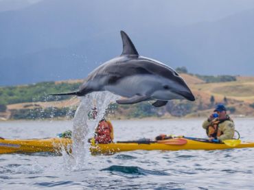 Kaikoura Kayaks